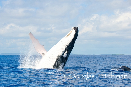 humpback whale breaching in Tonga