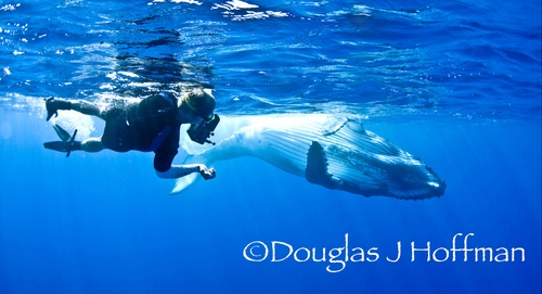 diving with humpback whales in tonga