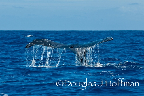 humpback whale tail, tonga