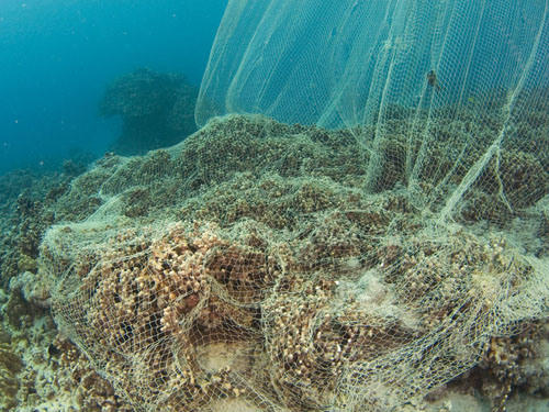 Coral Reef Damage
