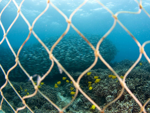 Nets at the coral reef 