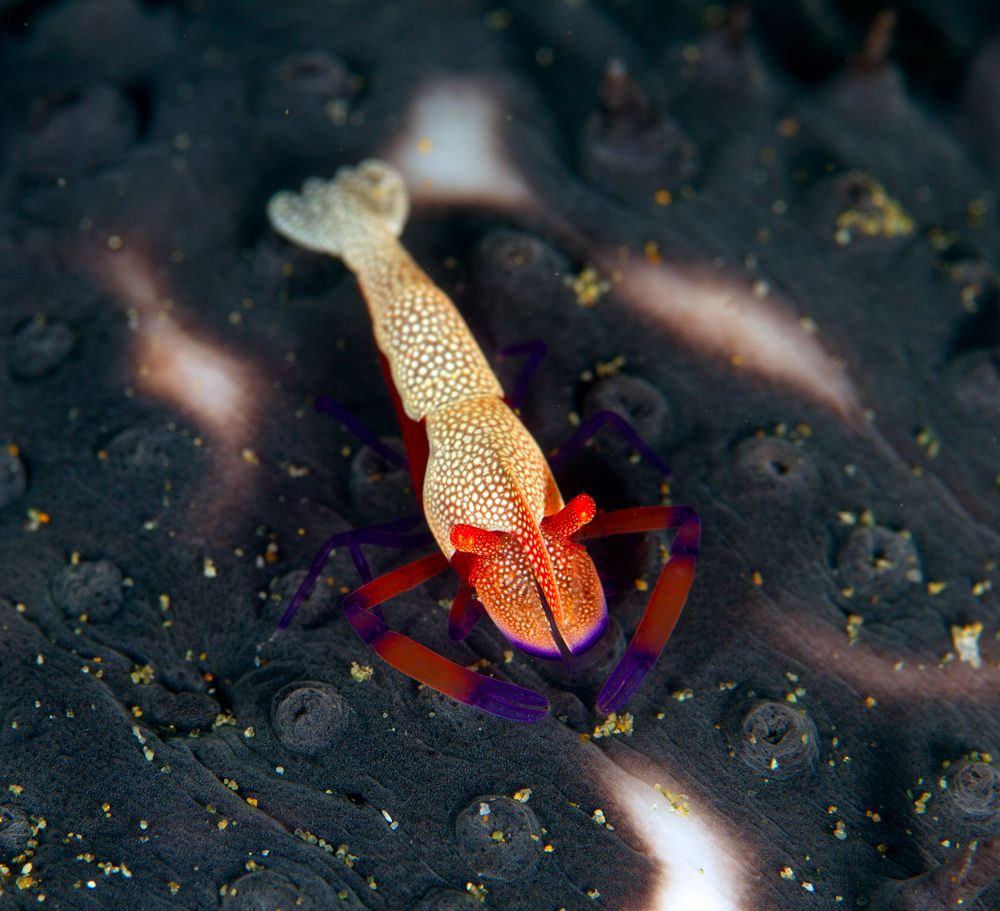 Ambon emperor shrimp