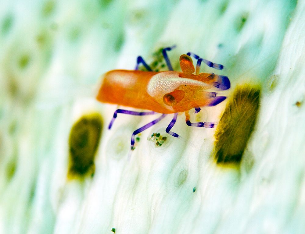 Ambon emperor shrimp