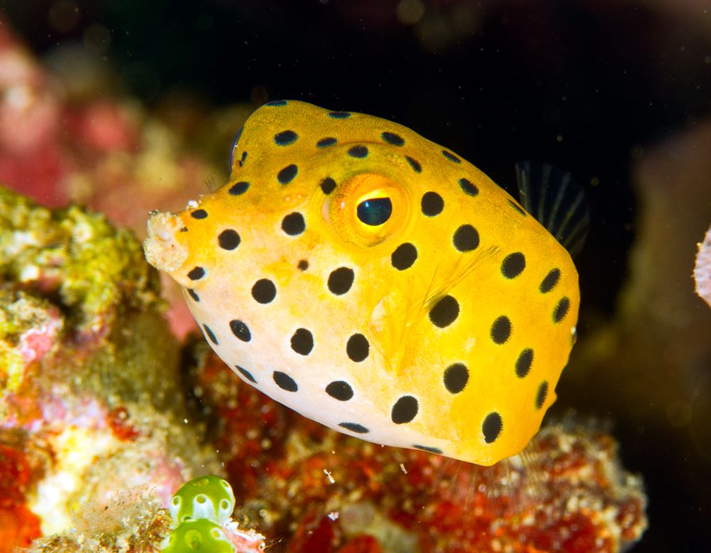 Ambon Boxfish