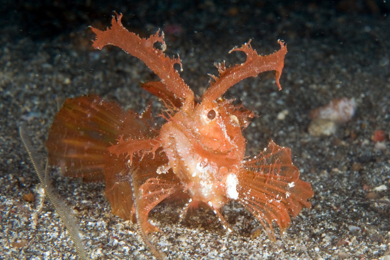 scorpionfish, lembeh