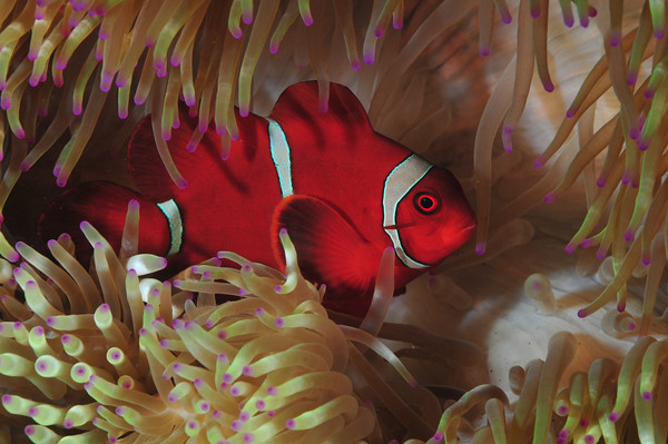 red anemone fish, tulamben bali