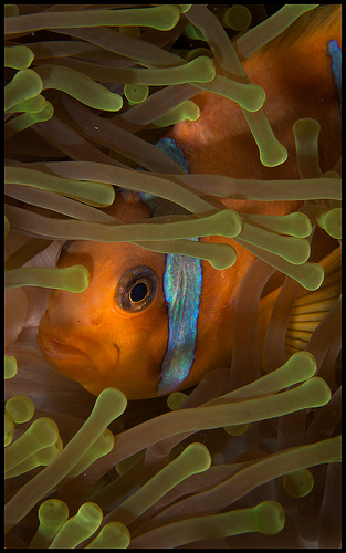 anemone fish underwater photo, diving southern red sea