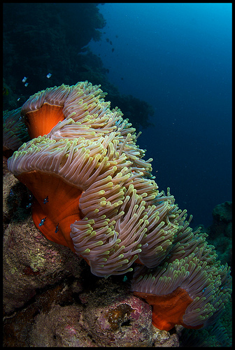 underwater photography an a large anemone, red sea, egypt