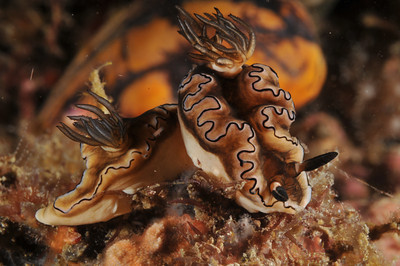anilao nudibranchs, underwater f-stop example