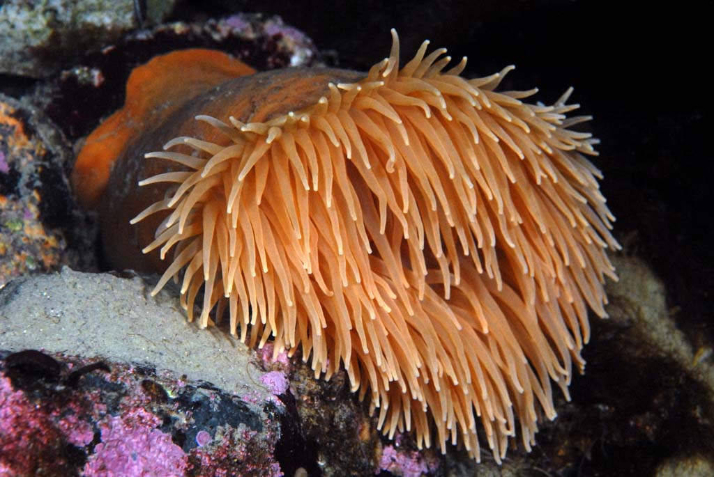 antarctica anemone