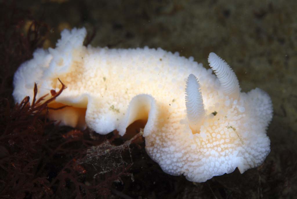 nudibranch underwater in antarctica