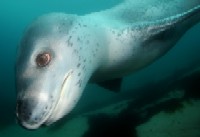 diving antarctica with leopard seals