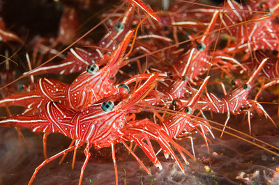 army shrimp
