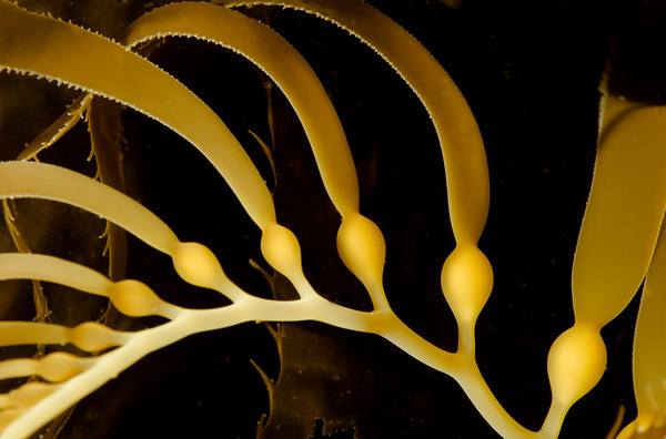 giant kelp closeup, catalina island