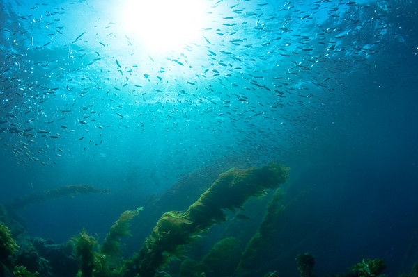 schooling anchovies baitball and sunburst, catalina island
