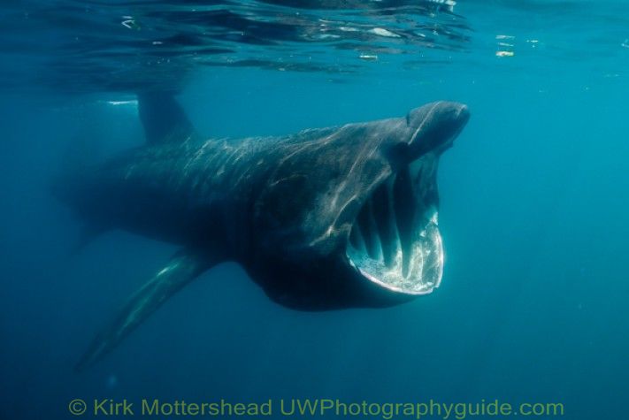 basking shark underwater photo