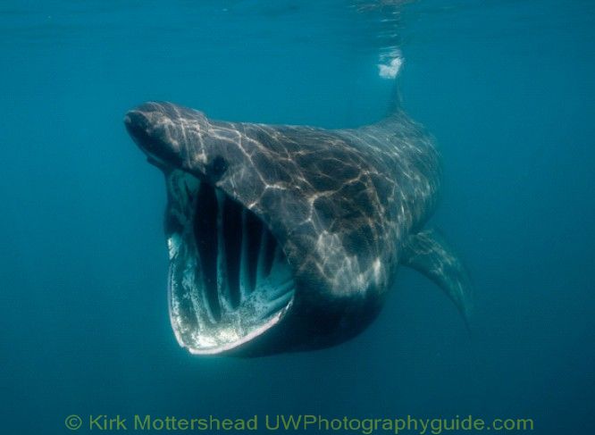 basking shark4