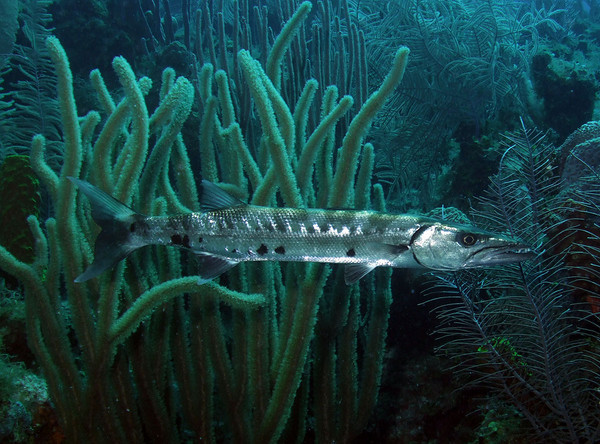 belize underwater photography barracuda