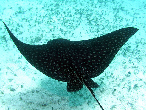 eagle ray underwater photo in belize