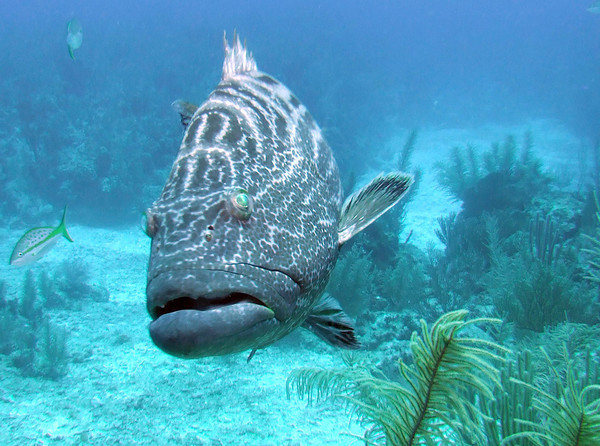 large grouper seen while diving belize
