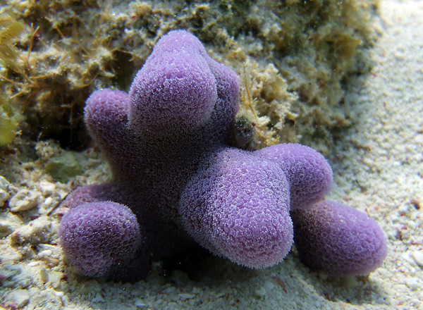 underwater photo of purple coral in Belize