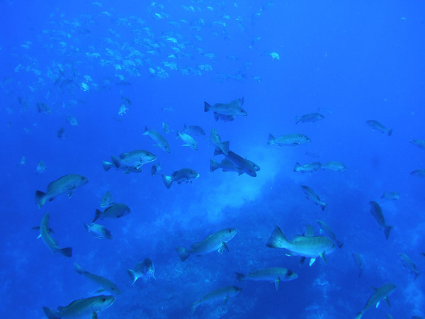 schooling fish underwater in Belize