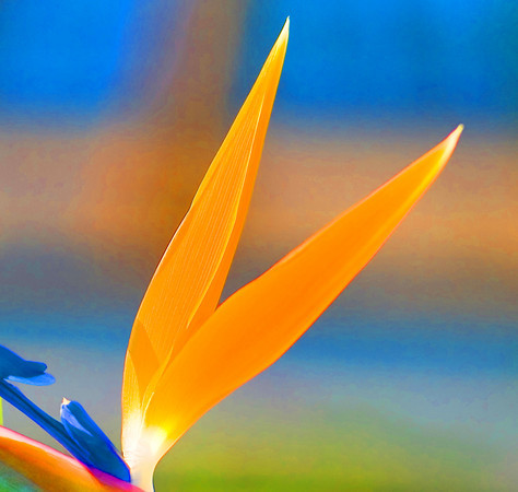 bokeh effect with flower