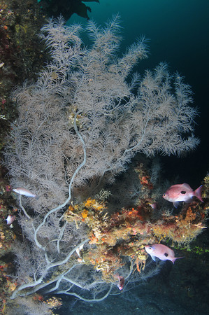 black coral seen while diving underwater at milford sound
