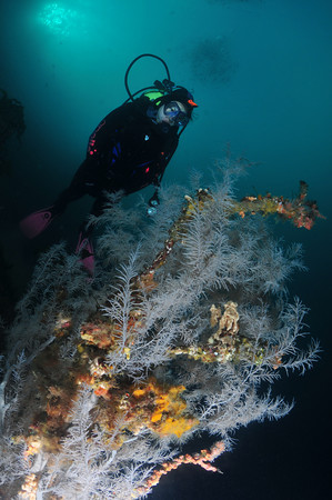 black coral underwater