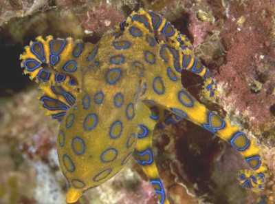 blue ringed octopus underwater photography