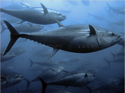 Bluefin tuna swimming underwater