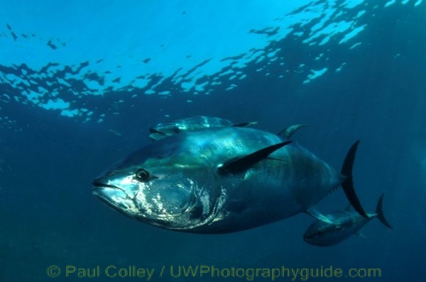 bluefin tuna underwater photo