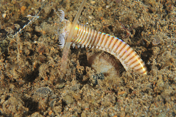 bobbit worm lunging at fish