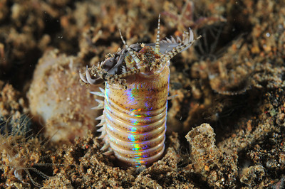 bobbit worm underwater