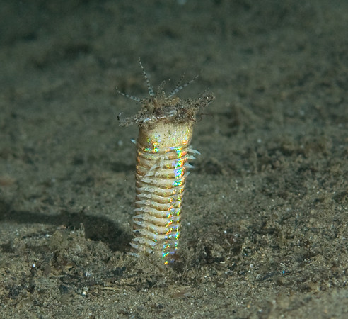 bobbit worm photo