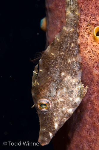 bonaire filefish underwater photo