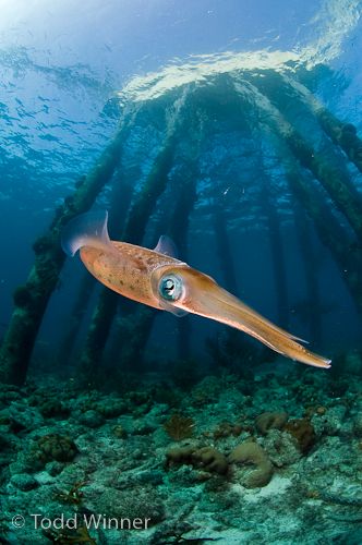 squid underwater photo from bonaire