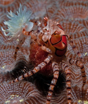 boxer crab underwater