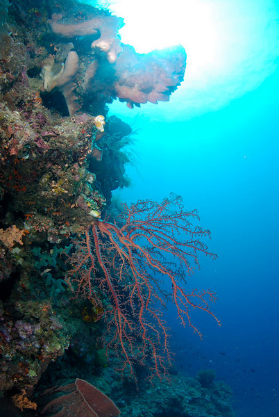 reef photograph from bunaken, indonesia