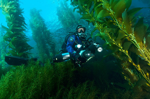 Diver in kelp forest at ship rock, catalina island