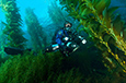 Dive Destination Guide