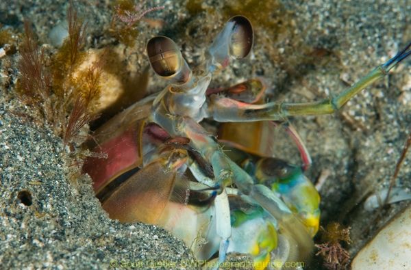 california mantis shrimp underwater