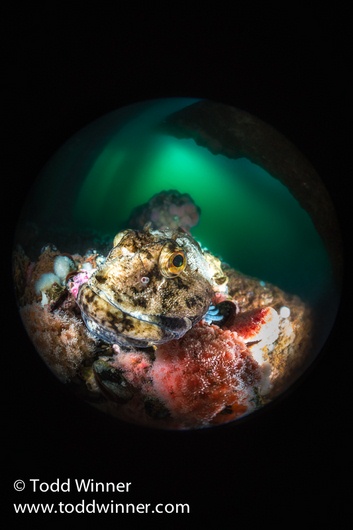 Canon 8-15mm fisheye lens underwater photo