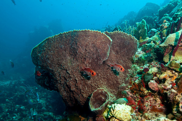 caribbean reef