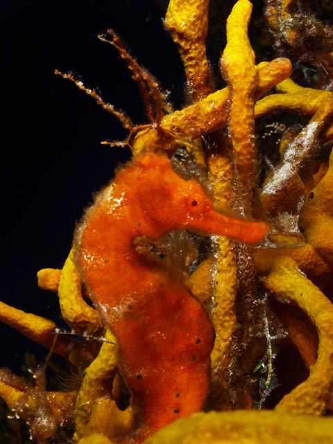 caribbean seahorse in cozumel