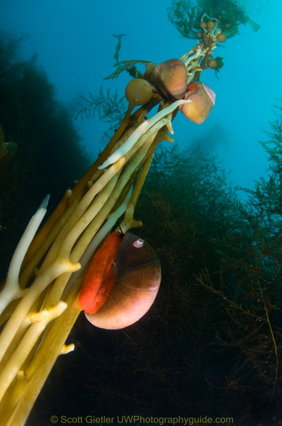 catalina kelp underwater photography