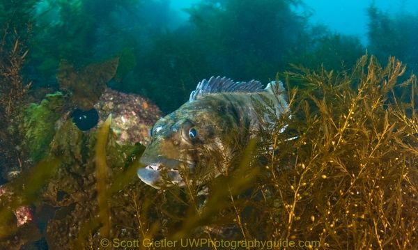 underwater photography of lingcod