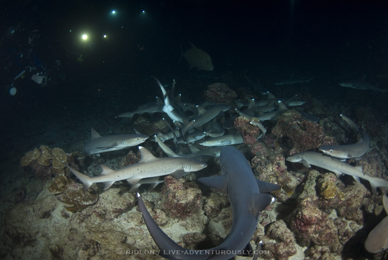 cocos island shark dive at night