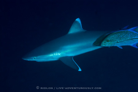 cocos island shark diving