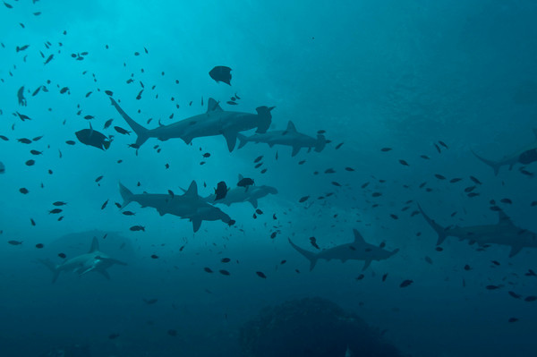 hammerhead sharks at cocos island